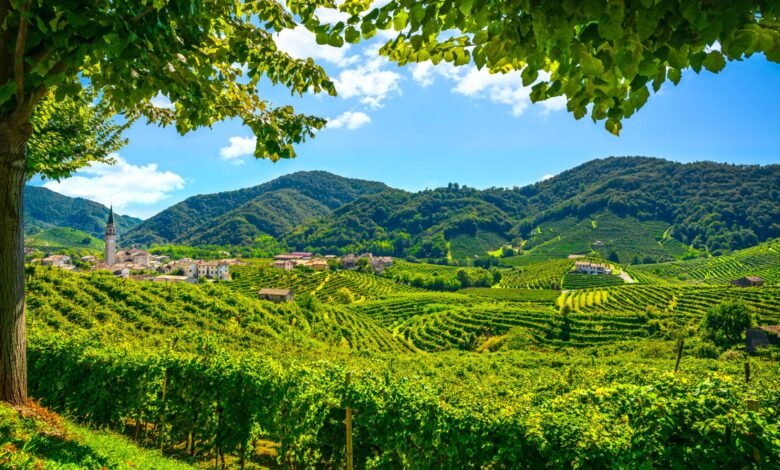 Colline del Prosecco patrimonio UNESCO da cui nasce il progetto cosmetico sostenibile RigeneraDermo